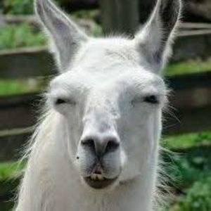 Meet your Posher, Adrian